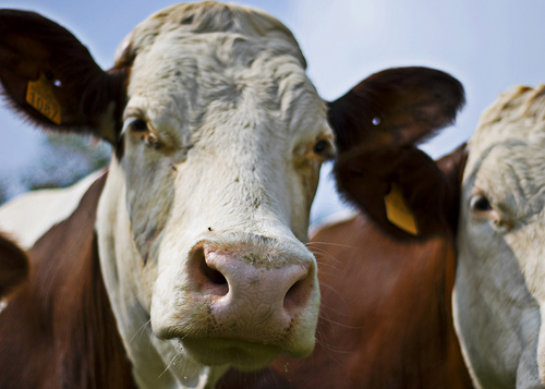 Carne della razza bovina piemontese: il Fassone