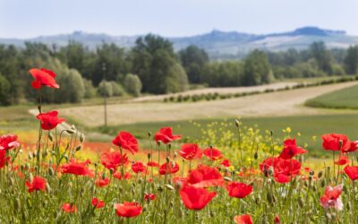 27-29 giugno, scopri gli eventi in programma nel fine settimana