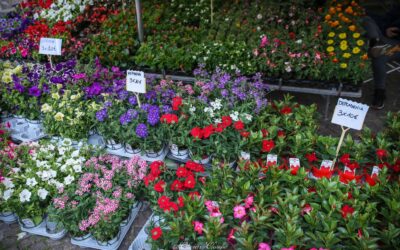 La primavera nel Distretto