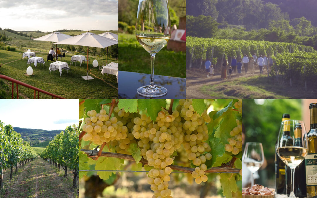 Enoturismo nel Distretto del Novese, degustazioni in cantina e in vigna