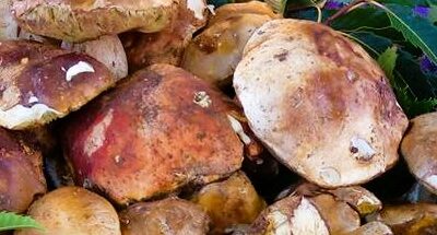 Grondona: Festa del fungo e della castagna
